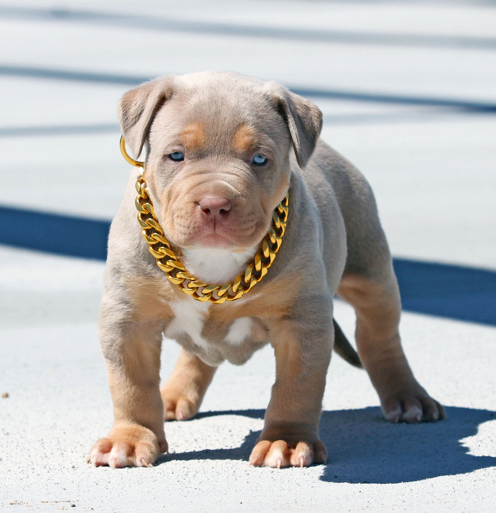 
                
                    Load image into Gallery viewer, GOLD CUBAN LINK LUXURY DOG CHAIN COLLAR
                
            