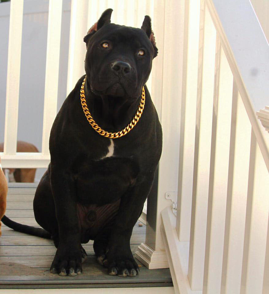 
                
                    Load image into Gallery viewer, GOLD CUBAN LINK LUXURY DOG CHAIN COLLAR
                
            