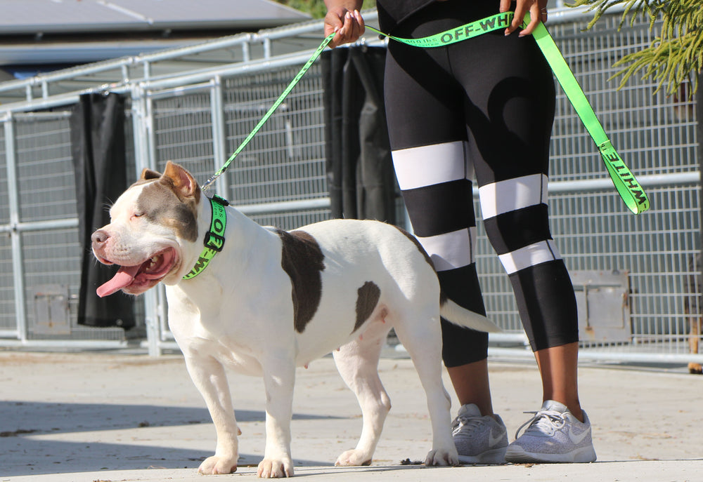 Green OFF-White leash and collar set