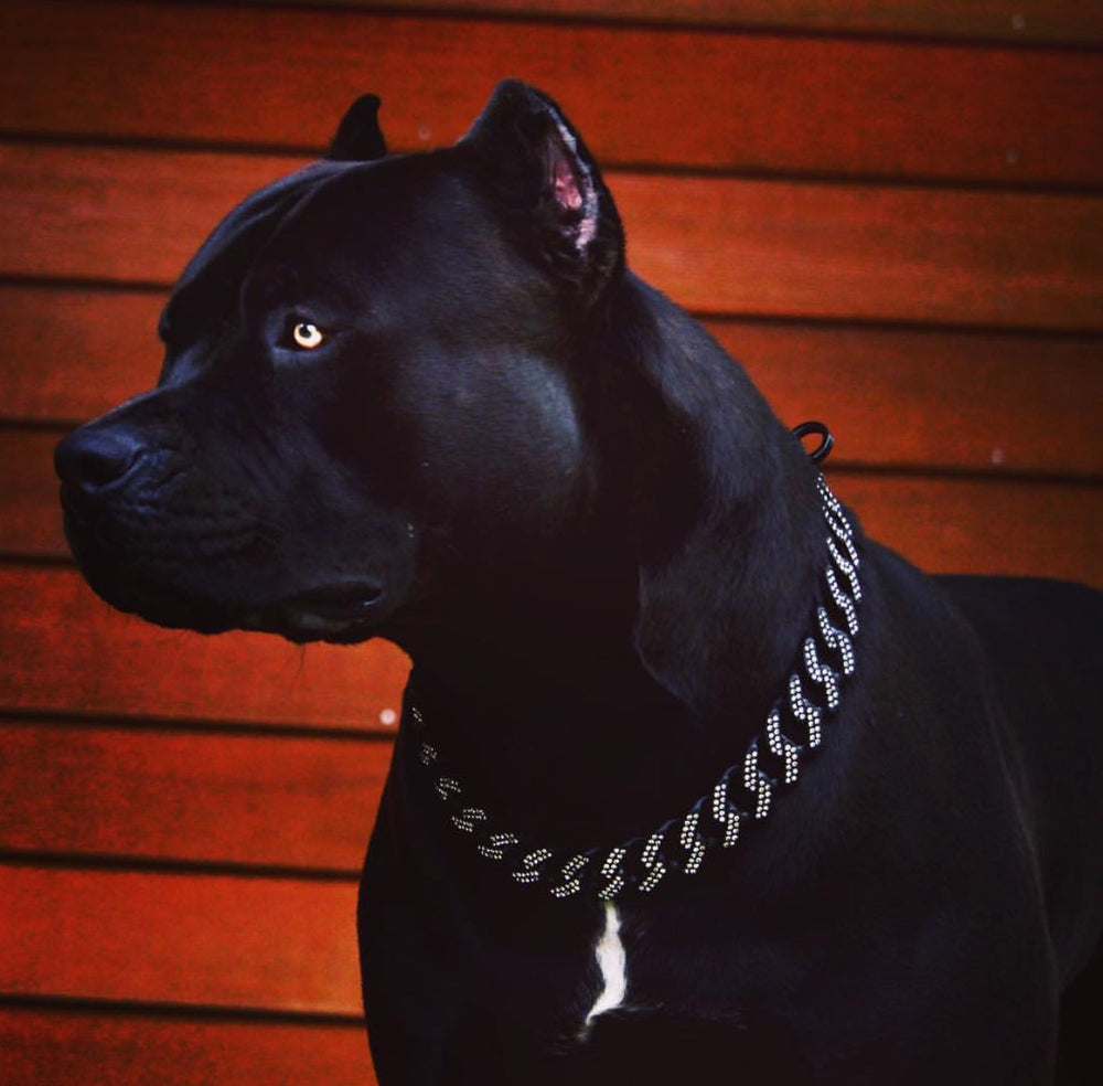 Black diamond dog collar best sale